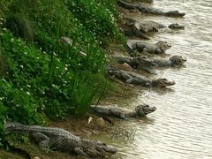 -中国扬子鳄村