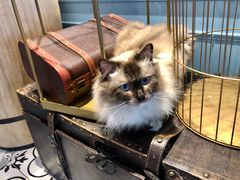 -遇见羊驼·奶狗咖·布偶猫咖·法斗柯基柴犬阿拉斯加(春熙路太古里IFS店)