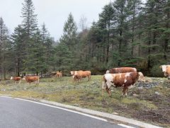 -硗碛藏寨·神木垒景区