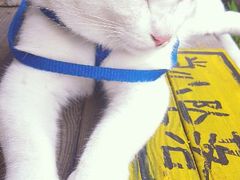 android_upload_pic-海边的猫和咖啡馆