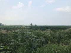 -白渔泡湿地公园
