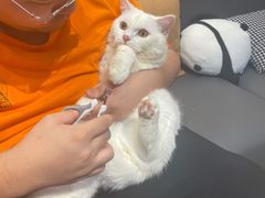 -屋虎猫馆(宝安大仟里店)