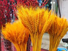 -中环花鸟鱼虫市场