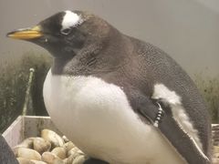 -大连圣亚海洋世界