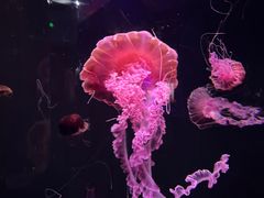 -成都浩海立方海洋公园