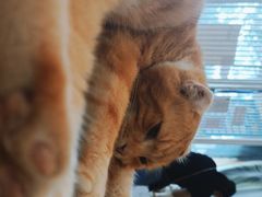 -平行世界·猫咖(首经贸店)