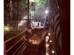 -清迈夜间动物园