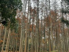-杭州植物园