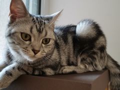 -东方名猫馆·英短金渐层布偶猫舍(环线广场1号楼店)