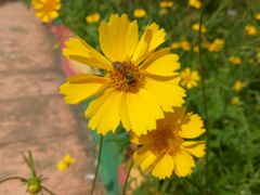 -松山湖梦幻百花洲
