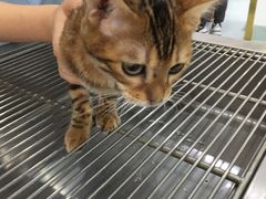 -汪喵宠物医院·骨科心脏影像·犬猫急重症ICU诊疗中心(成华分院)