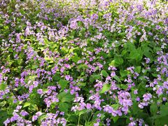 -白塘生态植物园