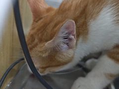 -瑞派名望志远动物医院·猫科·內科·异宠专科(直港大道店)