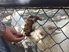 -长白岛森林公园