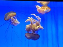 -上海海洋水族馆