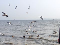 -深圳湾公园(南山区)