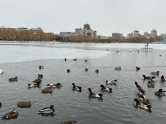 -莲花池公园