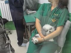 -利又安动物医院··老年病·猫科犬科·中兽医