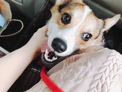 -宠物之家Pets Home 宠物寄养酒店