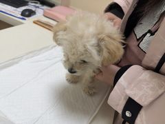 -全心全意连锁动物医院·微创中心·内科急重症·心脏专科(丰管路店)