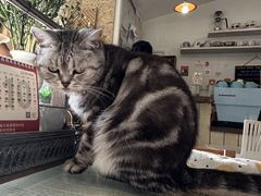 -海边的猫和咖啡馆