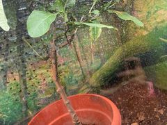 -上海大自然野生昆虫馆(东方明珠·爬宠昆虫探索中心)