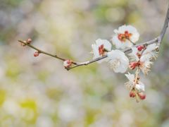 -蜀冈西峰生态公园