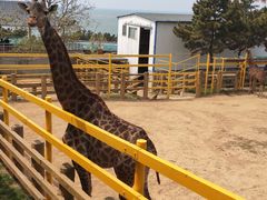 -西霞口神雕山野生动物世界