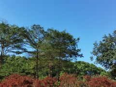 -广州市帽峰山景区