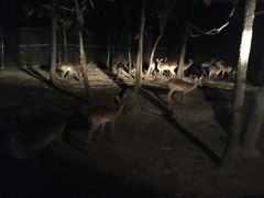 -清迈夜间动物园