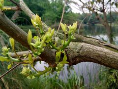 -桤木河湿地公园
