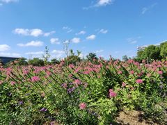 -春花秋色城市公园