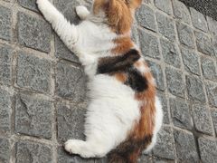 -猫岛主趣味餐厅(鼓浪屿店)