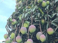 -云溪植物园