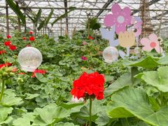 -南宫五洲植物乐园