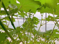 -凯德广场(武胜路店)