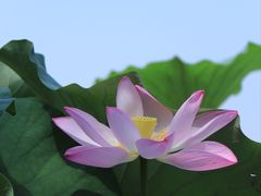 -济南大明湖景区
