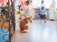 -喜柴咖啡·柴犬狗咖