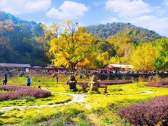 -千年银杏谷文化旅游区