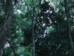 -杭州植物园