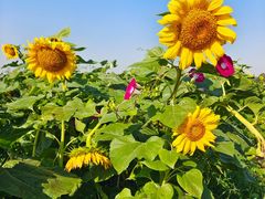 -汉长安城未央宫国家考古遗址公园