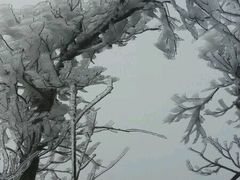 -江西阳明山国家森林公园