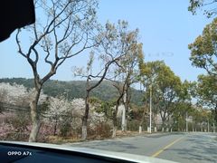 -香雪海