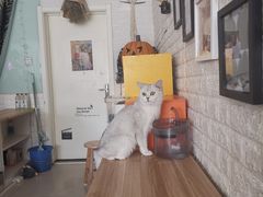 -平行世界·猫咖(首经贸店)