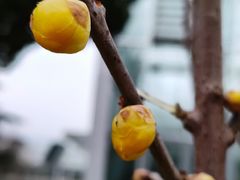 -国家植物园南园