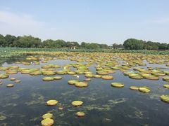 -荷塘月色湿地公园·向阳花洲