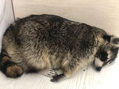 -浣熊柯尔鸭土拨鼠·电玩咖