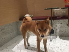 -電力宠物公司(武定路店)