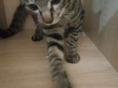 -谐和益家动物医院·免疫绝育·血液透析·宠保定点医院(高新伊藤分院)