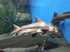 -上海海洋水族馆